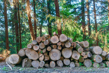 stack of logs