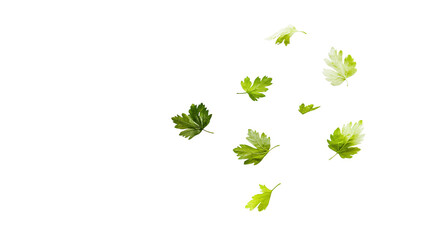 Fresh Falling Coriander Leaf on White Background for Culinary Designs