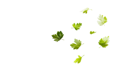 Fresh Falling Coriander Leaf on White Background for Culinary Designs