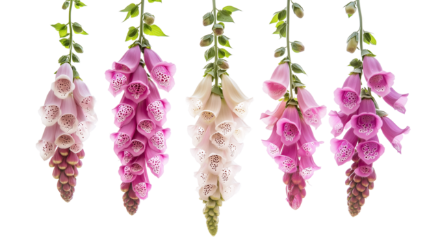 Vertical rows of foxglove flowers, colorful foxglove flowers, arranged vertically and hanging, the beauty of vertical foxglove flowers, foxglove flowers of different colors, on a transparent backgroun
