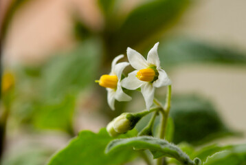 Tomato Plant Blossoms in Early Morning Light