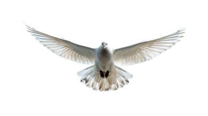 a white bird flying through the air