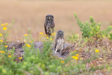 Baby / juvenile burrowing owl (Athene cunicularia) with its mom or dad in Cape Coral, Florida