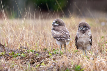 Baby / juvenile burrowing owl (Athene cunicularia) in Cape Coral, Florida