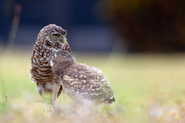 Baby / juvenile burrowing owl (Athene cunicularia) with its mom or dad in Cape Coral, Florida