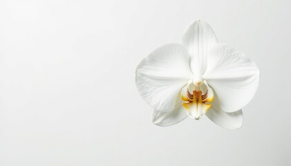 Delicate white orchid blossom against pure white backdrop, macro, photo