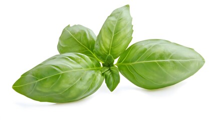 Fresh Green Basil Sprig Culinary Herb Isolated White Background
