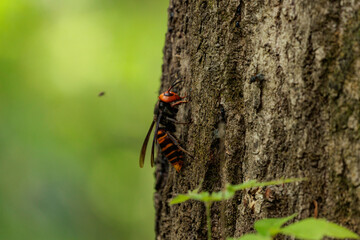 木に止まる危険なオオスズメバチ