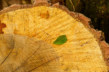 伐採された木の年輪模様