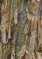 Details of the bark of commiphora africana