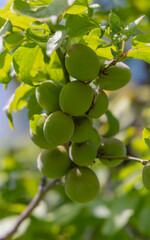 都心散歩　育ち始めた梅の実