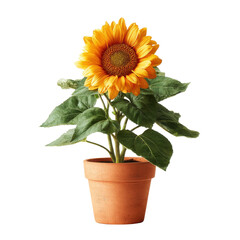 Bright and Cheerful Sunflower in Terracotta Pot