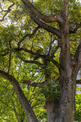 都心散歩　初夏に緑萌ゆ浜離宮
