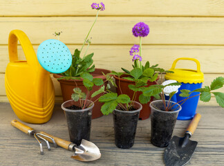 Young strawberry seedlings in plastic cups, pink primrose flower seedlings, garden tools and...