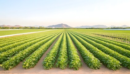 Lush rows of vibrant green crops stretch across a vast agricultural field, framed by distant mountains under a clear sky