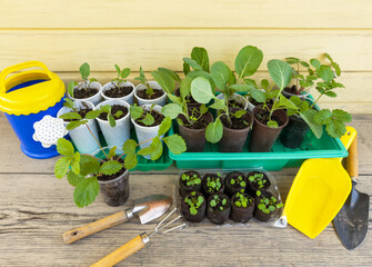 Young seedlings of cabbage, cauliflower, strawberries in plastic cups and sprouts of small...