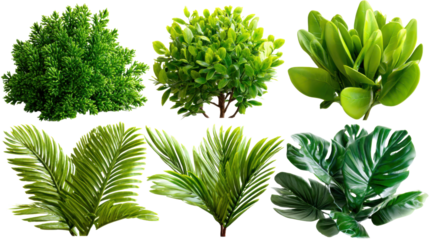 Isolated basil leaves, a fresh green herb branch from the garden, showcase nature's spring growth against a white background