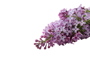 A cluster of vibrant lilac flowers with individual petals floating around, giving a dynamic and delicate floral arrangement against a transparent background