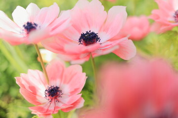 アネモネ (ピンク)