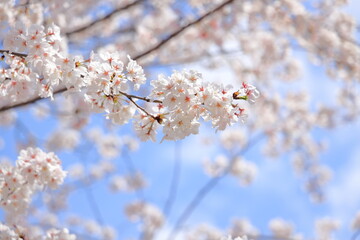 Obraz premium 桜 (ソメイヨシノ)