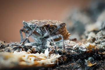 Brown marmorated stink bug (Halyomorpha halys) on wood, captured in detailed macro close-up