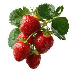 Fresh and Juicy Strawberries on a Green Stem on white background