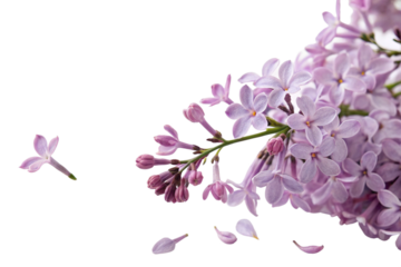 A cluster of vibrant lilac flowers with individual petals floating around, giving a dynamic and delicate floral arrangement against a transparent background