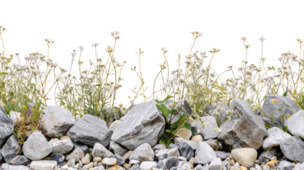 Natural rocky wildflower border