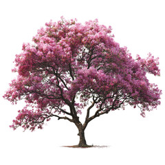 Fototapeta premium Vibrant Pink Blossom Tree in Full Bloom on a white background.