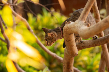 Domestic cats and their feral behaviors