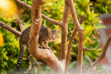 Domestic cats and their feral behaviors