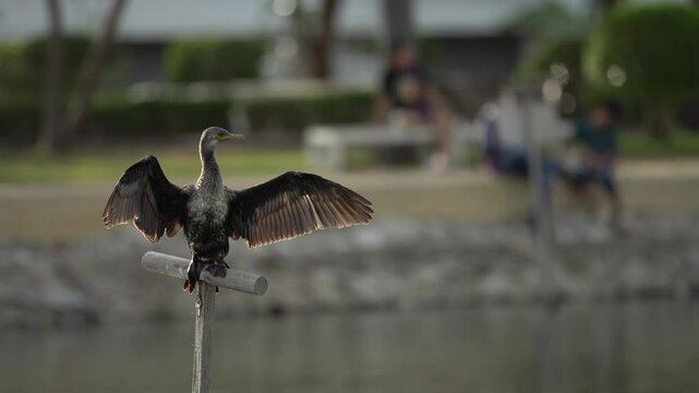 The Indian cormorant or Indian shag (Phalacrocorax fuscicollis) on natural background. Free space for text. Beautiful bird.