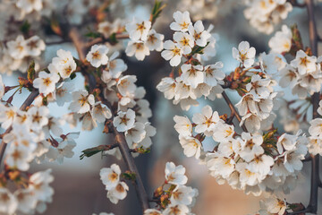 Blooming cherry blossoms create a magical atmosphere in spring as sunlight filters through delicate petals in a serene garden setting