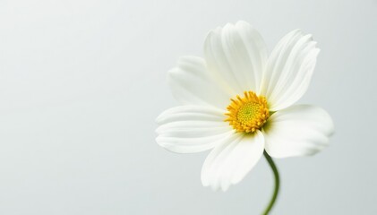 Fototapeta premium Macro view of a single, perfect white flower against a stark white background, spring, texture
