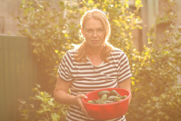 Woman harvesting fresh cucumbers in a garden or field, showcasing a natural lifestyle and seasonal produce. A vibrant and earthy scene symbolizing healthy eating, organic farming, rural traditions