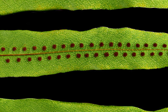 Underside of tropical fern showing symmetrical spore rows