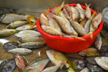 Fresh fish for sale