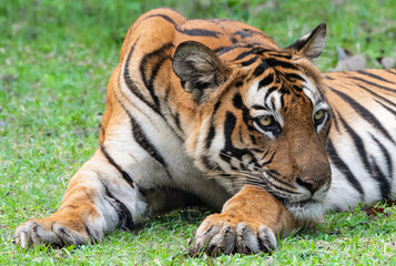 Majestic Bengal Tiger Lying on Grass in Nagarhole Tiger Reserve