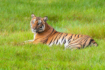 Majestic Bengal Tiger Relaxing in the Lush Kabini Tiger Reserve Grasslands