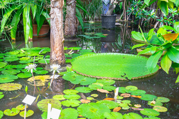 Large lily pads in a greenhouse of the botanical garden ¨Hortus Botanicus¨, university of Leiden, Netherlands