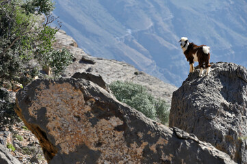 Goat in the mountains of Oman