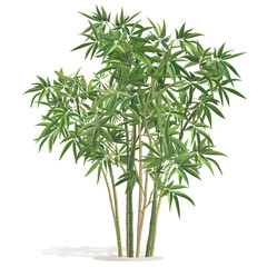 Fototapeta premium Bamboo tree isolated on white 