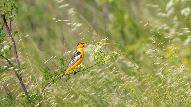 A Bullock's oriole perched on a branch in a weedy field near Los Banos, California.