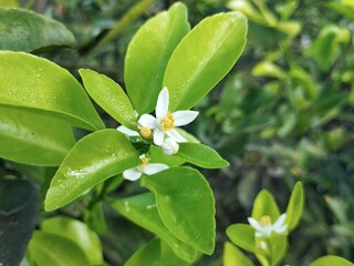 Kaffir lime or makrut leaves and flower still on tree (Citrus hystrix) in outdoor garden