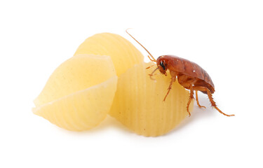 Cockroach crawling on pasta against white background