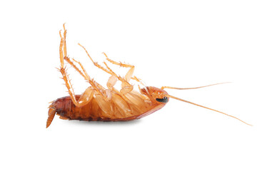 One cockroach on white background. Pest control