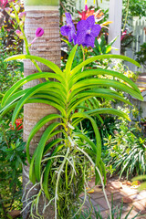 Close up of a Vanda orchid growing outside in a garden on a tree trunk in Key West, Florida