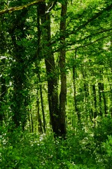 Big green trees high in the sky in a forest nature background