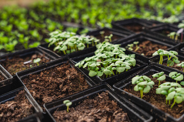 A huge number of small green seedlings of various plants growing in the greenhouse