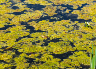 frog on the surface of the algae on the water surface